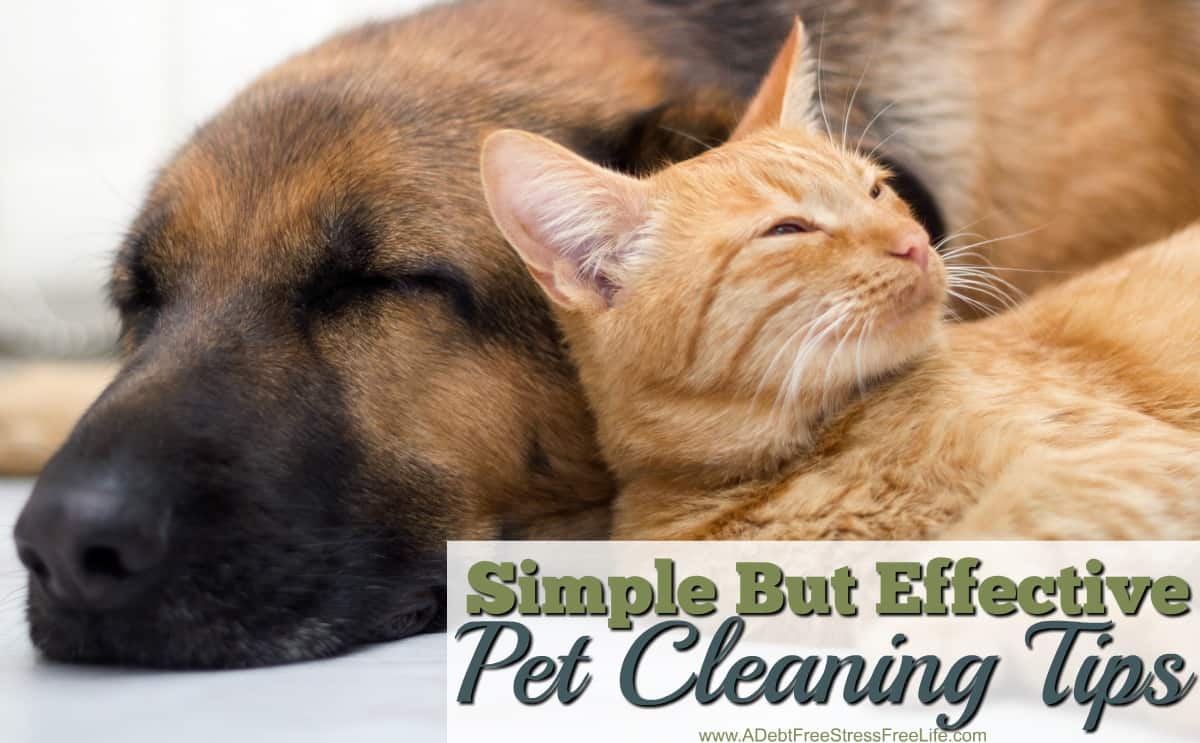 Simple But Effective Pet Cleaning Tips A Mess Free Life