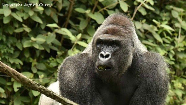 What can the tragedy at the Cincinnati Zoo teach parents? This might not be a popular post, but one that bears reading and reflecting upon.