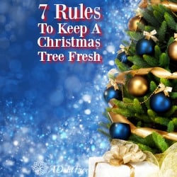 Christmas tree fresh so all your decorations will look as good as when you hung them!