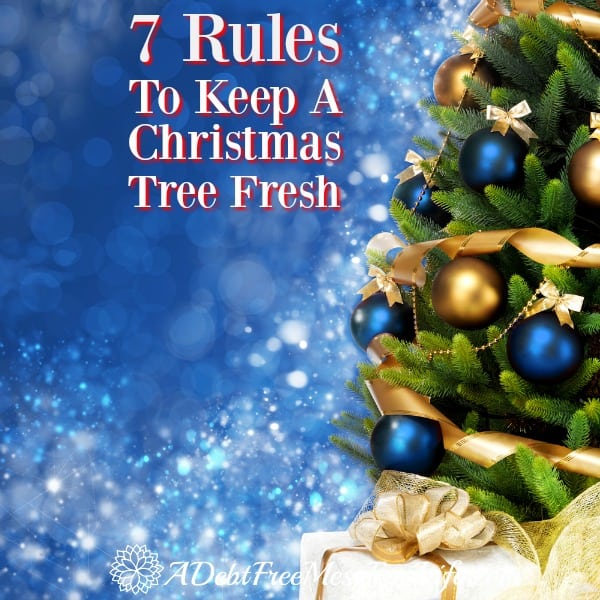 Christmas tree fresh so all your decorations will look as good as when you hung them! 